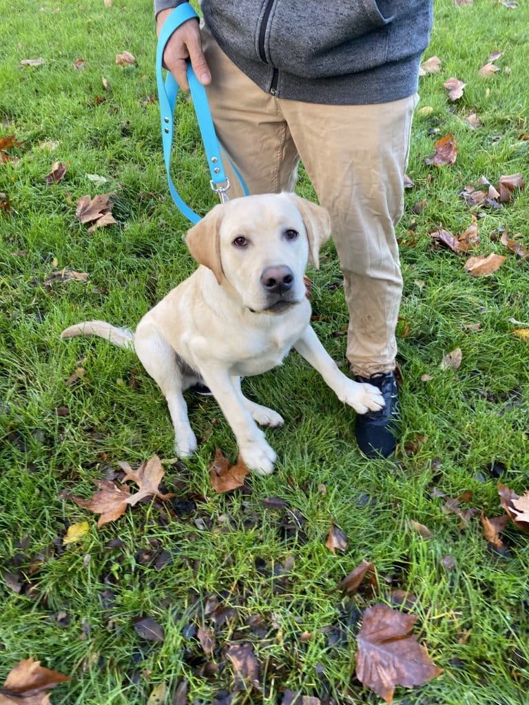 Education canine - Noël des chiens à Saint-Julien-de-Concelles