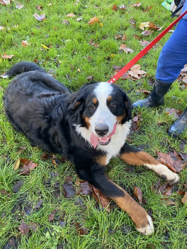 Education canine - Noël des chiens à Saint-Julien-de-Concelles