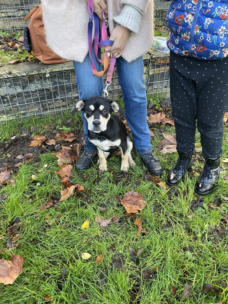 Education canine - Noël des chiens à Saint-Julien-de-Concelles