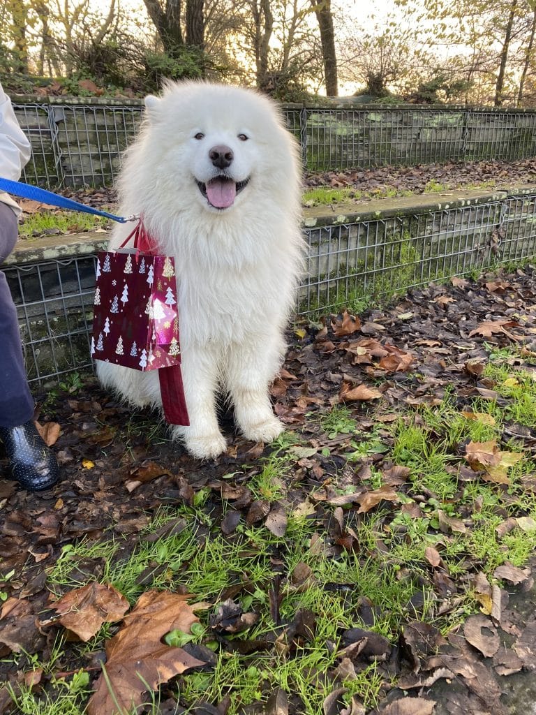 Education canine - Noël des chiens à Saint-Julien-de-Concelles