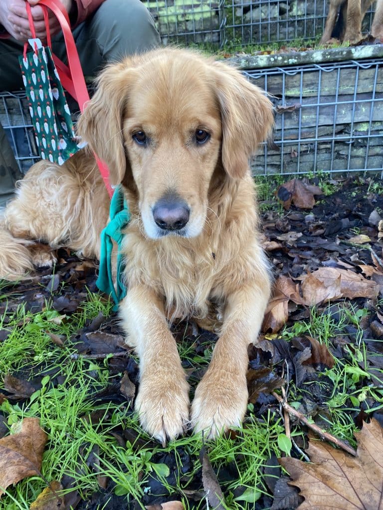 Education canine - Noël des chiens à Saint-Julien-de-Concelles