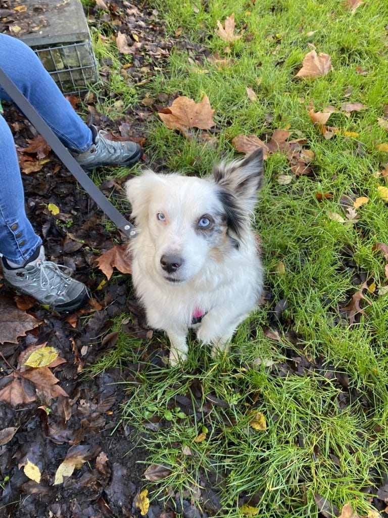 Education canine - Noël des chiens à Saint-Julien-de-Concelles