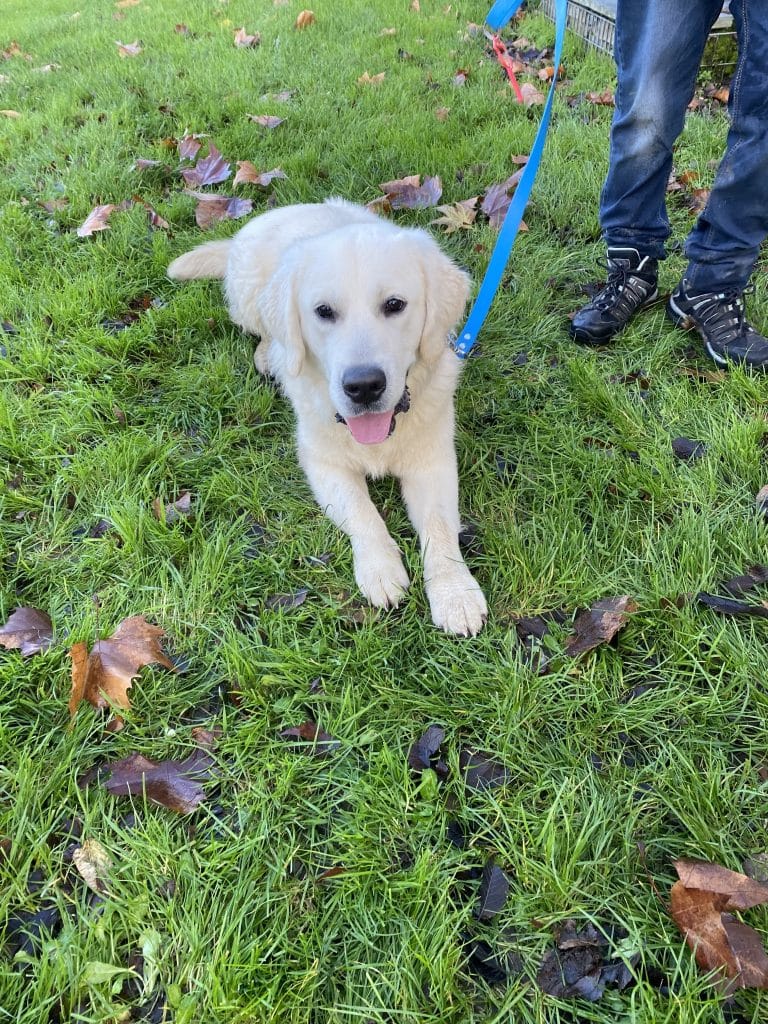 Education canine - Noël des chiens à Saint-Julien-de-Concelles