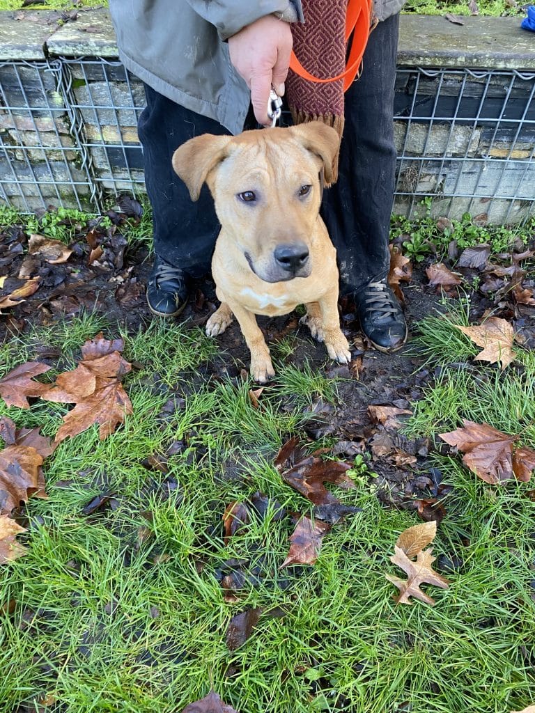 Education canine - Noël des chiens à Saint-Julien-de-Concelles
