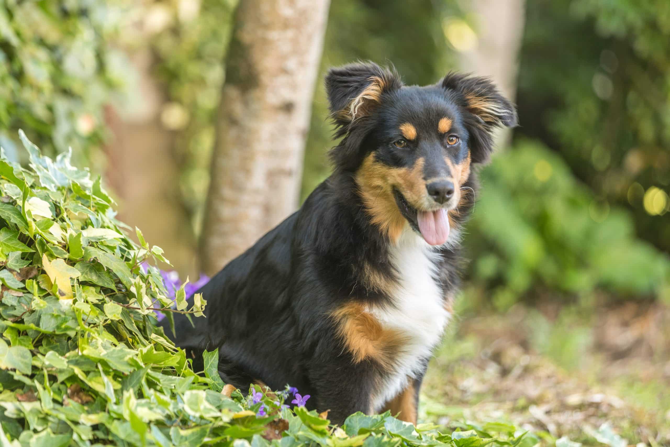Cours d'éducation canine chiots à Nantes et en loire-Atlantique - Animagin'44