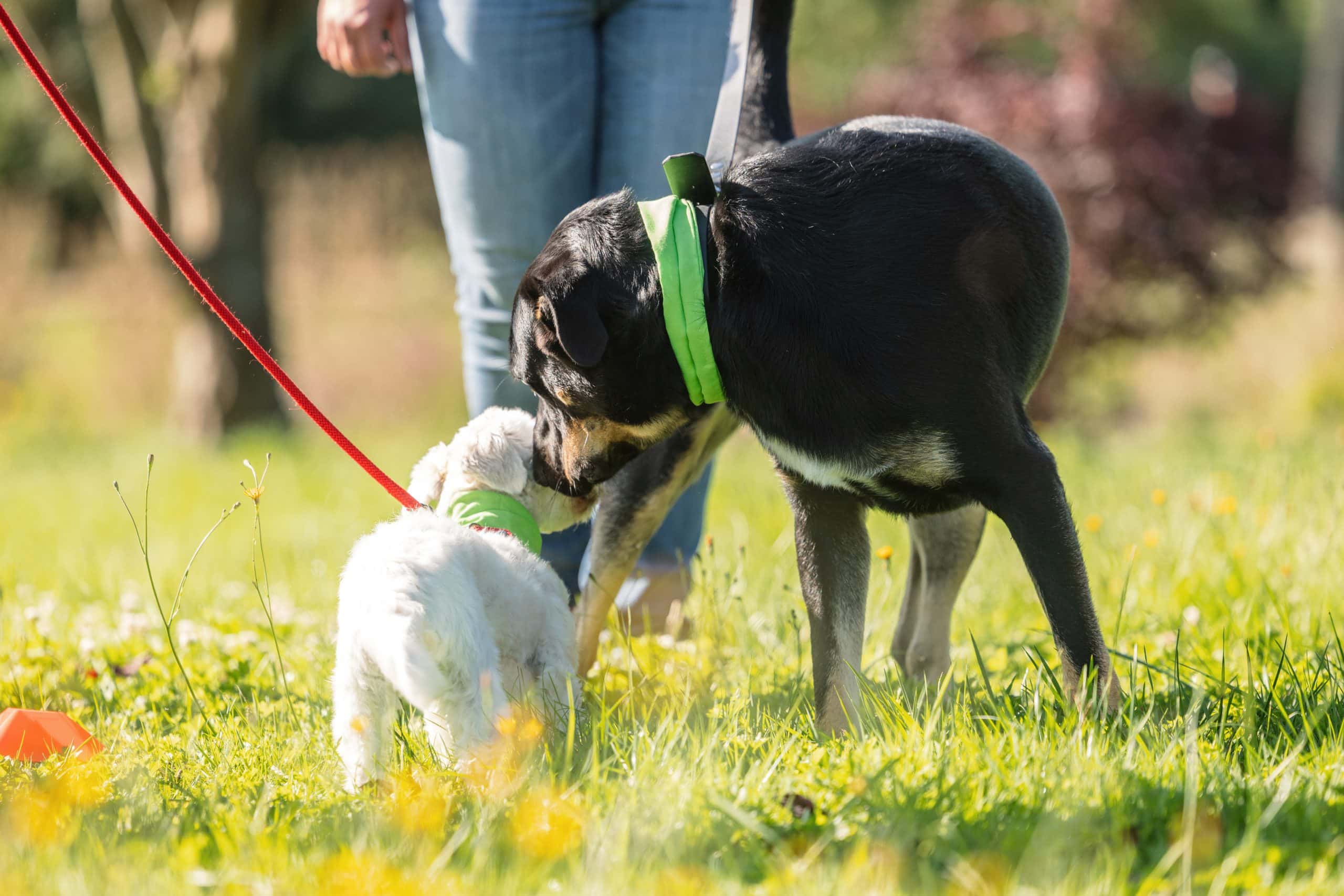 Education canine à Vertou - Animagin'44 en Loire-Atlantique