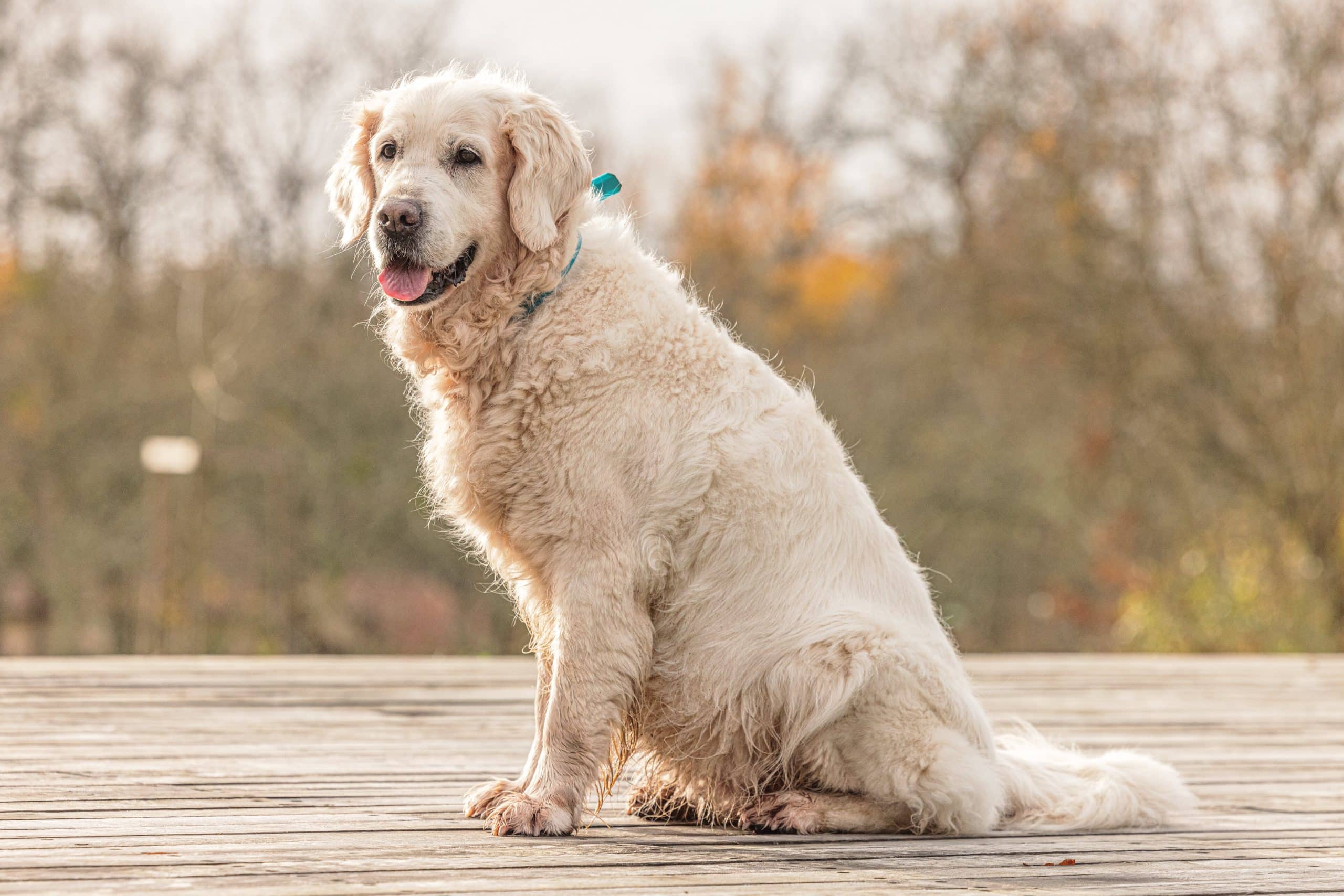 ibaya - Animagin'44 - Parcours éducateur comportementaliste canin à Nantes