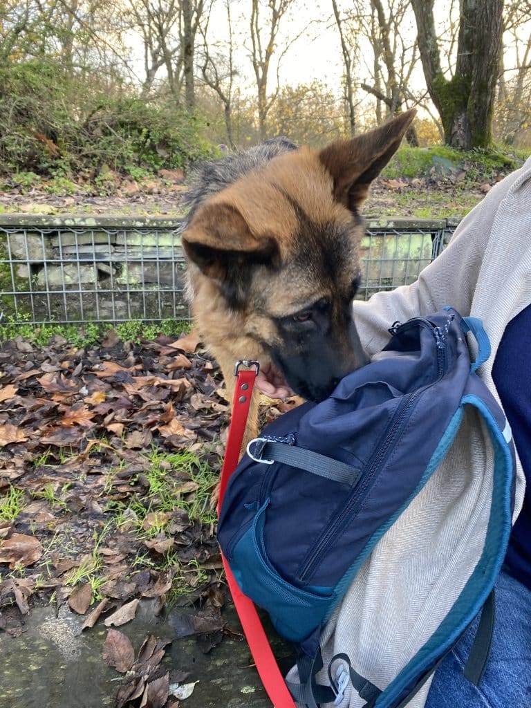 Education canine - Noël des chiens à Saint-Julien-de-Concelles