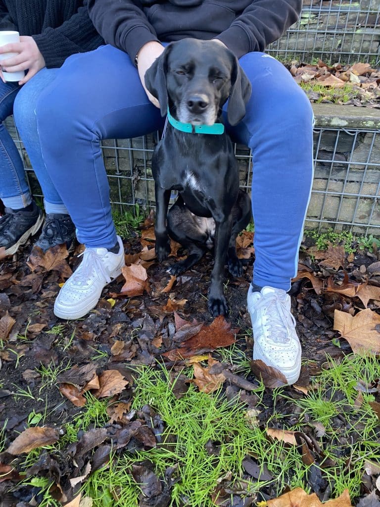 Education canine - Noël des chiens à Saint-Julien-de-Concelles