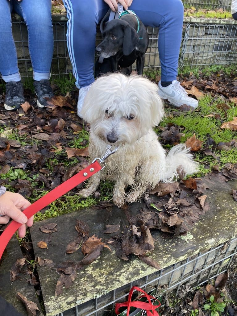 Education canine - Noël des chiens à Saint-Julien-de-Concelles